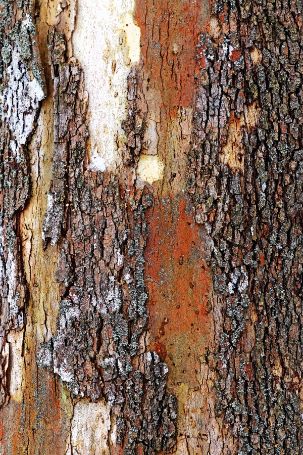 Colors Of Eastern Sycamore Print